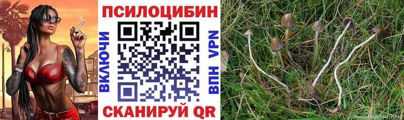 Галлюциногенные грибы Psilocybe  Купить  Зуевка 